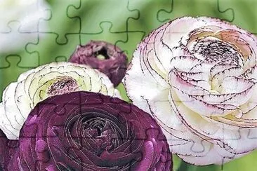 פאזל של flores