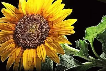 פאזל של flores