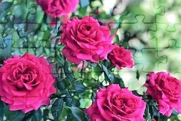 פאזל של flores