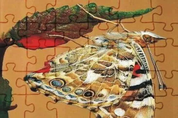 Butterfly jigsaw puzzle
