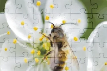 Butterfly jigsaw puzzle