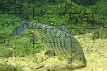 CurimatÃ£ jigsaw puzzle