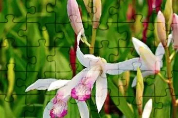 Bletilla striata