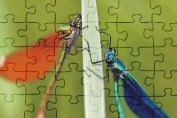 פאזל של Dragonfly
