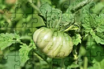 OK jigsaw puzzle