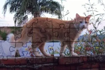 gatinho jigsaw puzzle