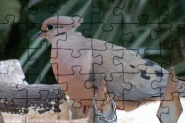pomba jigsaw puzzle