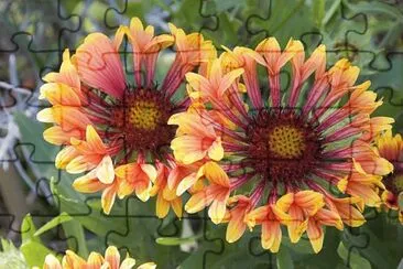 Gaillarde