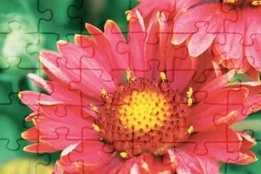 Gaillarde