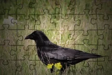 Imagem jigsaw puzzle
