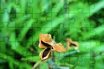 Imagem jigsaw puzzle