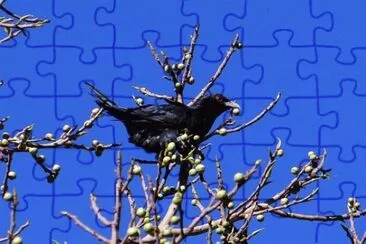 Imagem jigsaw puzzle