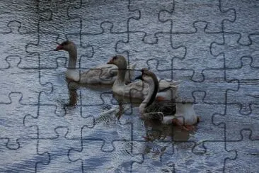 gansos jigsaw puzzle