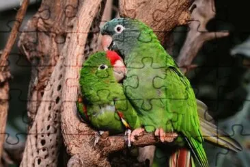 Animais