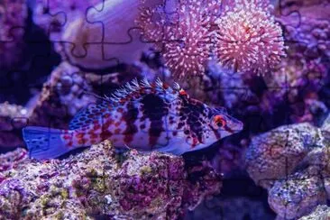 Purple Puffer Fish