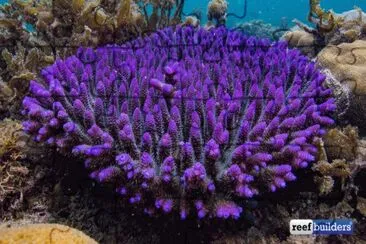 Beautiful Acropora Coral-Papua New Guinea