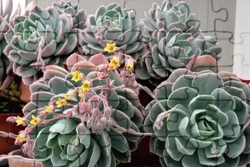 פאזל של Echeveria