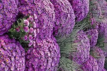 פאזל של flores