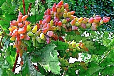 frutas jigsaw puzzle