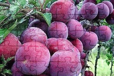 frutas jigsaw puzzle