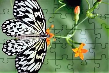 natural jigsaw puzzle