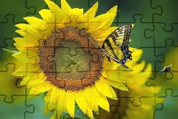 natural jigsaw puzzle