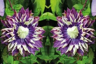 Clematite