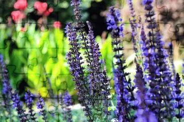 Flores jigsaw puzzle
