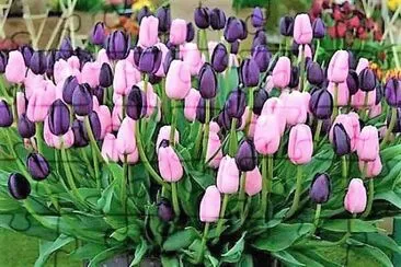 flores jigsaw puzzle