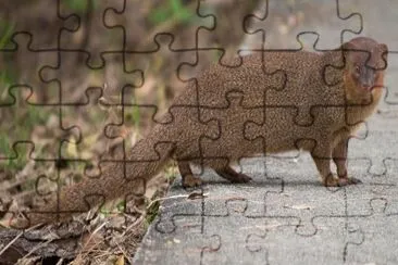 Mangusta di giava jigsaw puzzle