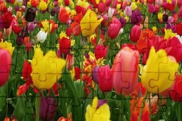 OK jigsaw puzzle