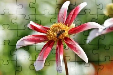 OK jigsaw puzzle