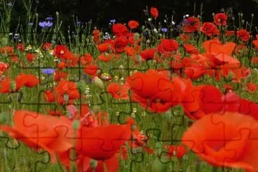 Coquelicots jigsaw puzzle