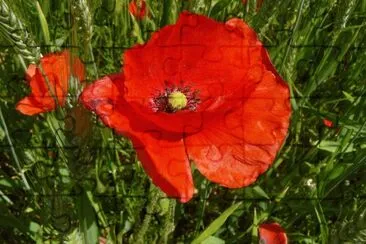 Coquelicot jigsaw puzzle