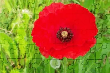 Coquelicot jigsaw puzzle