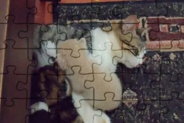gatinhos