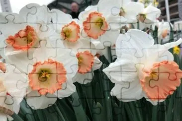 flores jigsaw puzzle