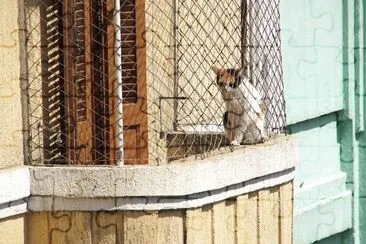 gato