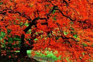OK jigsaw puzzle