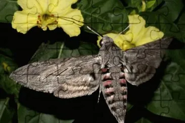 Agrius convolvuli