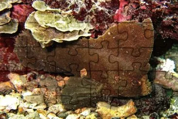 Ablabys taenianotus