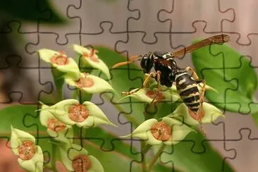 Polistes gallicus jigsaw puzzle