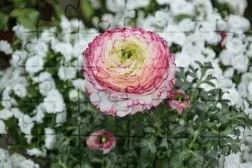 OK jigsaw puzzle