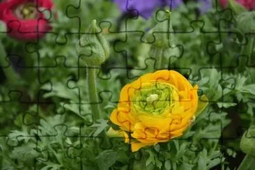 OK jigsaw puzzle