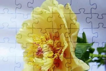 פאזל של flores