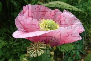 OK jigsaw puzzle
