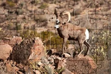 Aoudad are plentiful around Big Bend jigsaw puzzle