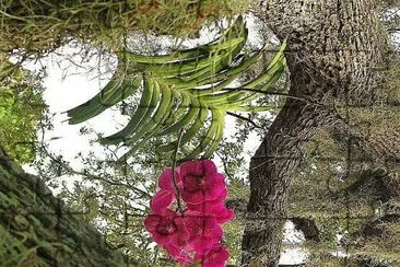 flores
