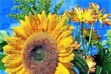 flores