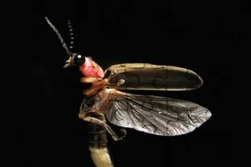 Photinus pyralis